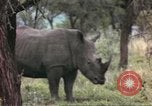 Standbild Rhinoceros Afrika südlich der Sahara, 1958, aus Sekunde 44 historischem Filmmaterial Videoclip 65675058732