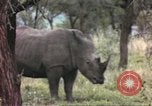Standbild Rhinoceros Afrika südlich der Sahara, 1958, aus Sekunde 45 historischem Filmmaterial Videoclip 65675058732