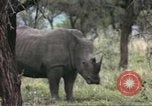 Standbild Rhinoceros Afrika südlich der Sahara, 1958, aus Sekunde 46 historischem Filmmaterial Videoclip 65675058732