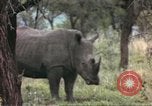 Standbild Rhinoceros Afrika südlich der Sahara, 1958, aus Sekunde 47 historischem Filmmaterial Videoclip 65675058732
