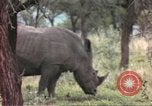 Standbild Rhinoceros Afrika südlich der Sahara, 1958, aus Sekunde 48 historischem Filmmaterial Videoclip 65675058732