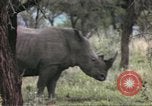 Standbild Rhinoceros Afrika südlich der Sahara, 1958, aus Sekunde 49 historischem Filmmaterial Videoclip 65675058732