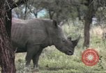 Standbild Rhinoceros Afrika südlich der Sahara, 1958, aus Sekunde 50 historischem Filmmaterial Videoclip 65675058732