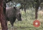 Standbild Rhinoceros Afrika südlich der Sahara, 1958, aus Sekunde 51 historischem Filmmaterial Videoclip 65675058732