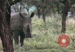 Standbild Rhinoceros Afrika südlich der Sahara, 1958, aus Sekunde 52 historischem Filmmaterial Videoclip 65675058732