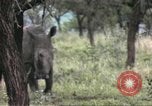 Standbild Rhinoceros Afrika südlich der Sahara, 1958, aus Sekunde 53 historischem Filmmaterial Videoclip 65675058732