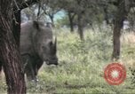 Standbild Rhinoceros Afrika südlich der Sahara, 1958, aus Sekunde 54 historischem Filmmaterial Videoclip 65675058732