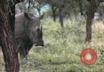 Standbild Rhinoceros Afrika südlich der Sahara, 1958, aus Sekunde 55 historischem Filmmaterial Videoclip 65675058732