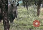 Standbild Rhinoceros Afrika südlich der Sahara, 1958, aus Sekunde 57 historischem Filmmaterial Videoclip 65675058732