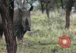 Standbild Rhinoceros Afrika südlich der Sahara, 1958, aus Sekunde 58 historischem Filmmaterial Videoclip 65675058732