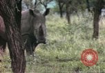 Standbild Rhinoceros Afrika südlich der Sahara, 1958, aus Sekunde 61 historischem Filmmaterial Videoclip 65675058732