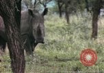 Standbild Rhinoceros Afrika südlich der Sahara, 1958, aus Sekunde 62 historischem Filmmaterial Videoclip 65675058732