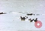 Image hippopotames l Afrique sub-saharienne, 1958, de la seconde 1 séquences d'archives historiques vidéo 65675058733