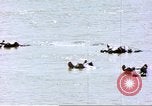 Image hippopotames l Afrique sub-saharienne, 1958, de la seconde 4 séquences d'archives historiques vidéo 65675058733