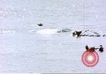 Image hippopotames l Afrique sub-saharienne, 1958, de la seconde 7 séquences d'archives historiques vidéo 65675058733