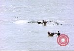 Image hippopotames l Afrique sub-saharienne, 1958, de la seconde 8 séquences d'archives historiques vidéo 65675058733