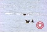 Image hippopotames l Afrique sub-saharienne, 1958, de la seconde 9 séquences d'archives historiques vidéo 65675058733