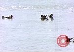 Image hippopotames l Afrique sub-saharienne, 1958, de la seconde 11 séquences d'archives historiques vidéo 65675058733