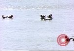 Image hippopotames l Afrique sub-saharienne, 1958, de la seconde 12 séquences d'archives historiques vidéo 65675058733