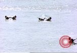 Image hippopotames l Afrique sub-saharienne, 1958, de la seconde 14 séquences d'archives historiques vidéo 65675058733