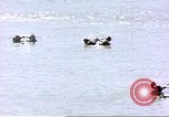 Image hippopotames l Afrique sub-saharienne, 1958, de la seconde 15 séquences d'archives historiques vidéo 65675058733
