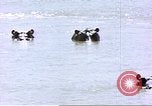Image hippopotames l Afrique sub-saharienne, 1958, de la seconde 16 séquences d'archives historiques vidéo 65675058733