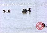 Image hippopotames l Afrique sub-saharienne, 1958, de la seconde 17 séquences d'archives historiques vidéo 65675058733