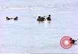 Image hippopotames l Afrique sub-saharienne, 1958, de la seconde 18 séquences d'archives historiques vidéo 65675058733