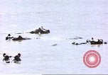 Image hippopotames l Afrique sub-saharienne, 1958, de la seconde 19 séquences d'archives historiques vidéo 65675058733