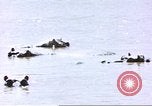 Image hippopotames l Afrique sub-saharienne, 1958, de la seconde 20 séquences d'archives historiques vidéo 65675058733