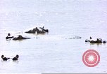 Image hippopotames l Afrique sub-saharienne, 1958, de la seconde 21 séquences d'archives historiques vidéo 65675058733