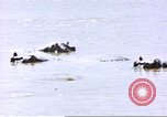 Image hippopotames l Afrique sub-saharienne, 1958, de la seconde 22 séquences d'archives historiques vidéo 65675058733