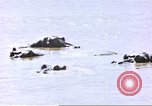 Image hippopotames l Afrique sub-saharienne, 1958, de la seconde 23 séquences d'archives historiques vidéo 65675058733