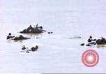 Image hippopotames l Afrique sub-saharienne, 1958, de la seconde 24 séquences d'archives historiques vidéo 65675058733