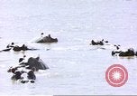 Image hippopotames l Afrique sub-saharienne, 1958, de la seconde 27 séquences d'archives historiques vidéo 65675058733