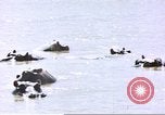 Image hippopotames l Afrique sub-saharienne, 1958, de la seconde 28 séquences d'archives historiques vidéo 65675058733