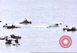 Image hippopotames l Afrique sub-saharienne, 1958, de la seconde 29 séquences d'archives historiques vidéo 65675058733
