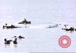 Image hippopotames l Afrique sub-saharienne, 1958, de la seconde 30 séquences d'archives historiques vidéo 65675058733