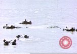 Image hippopotames l Afrique sub-saharienne, 1958, de la seconde 31 séquences d'archives historiques vidéo 65675058733