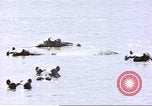 Image hippopotames l Afrique sub-saharienne, 1958, de la seconde 32 séquences d'archives historiques vidéo 65675058733