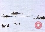 Image hippopotames l Afrique sub-saharienne, 1958, de la seconde 33 séquences d'archives historiques vidéo 65675058733