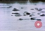 Image hippopotames l Afrique sub-saharienne, 1958, de la seconde 35 séquences d'archives historiques vidéo 65675058733