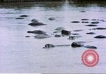 Image hippopotames l Afrique sub-saharienne, 1958, de la seconde 36 séquences d'archives historiques vidéo 65675058733