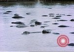 Image hippopotames l Afrique sub-saharienne, 1958, de la seconde 37 séquences d'archives historiques vidéo 65675058733