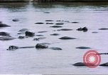 Image hippopotames l Afrique sub-saharienne, 1958, de la seconde 38 séquences d'archives historiques vidéo 65675058733