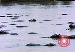 Image hippopotames l Afrique sub-saharienne, 1958, de la seconde 39 séquences d'archives historiques vidéo 65675058733