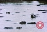 Image hippopotames l Afrique sub-saharienne, 1958, de la seconde 40 séquences d'archives historiques vidéo 65675058733