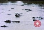 Image hippopotames l Afrique sub-saharienne, 1958, de la seconde 41 séquences d'archives historiques vidéo 65675058733