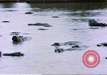 Image hippopotames l Afrique sub-saharienne, 1958, de la seconde 42 séquences d'archives historiques vidéo 65675058733
