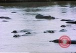 Image hippopotames l Afrique sub-saharienne, 1958, de la seconde 43 séquences d'archives historiques vidéo 65675058733